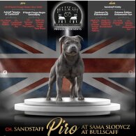 Staffordshire Bull Terrier