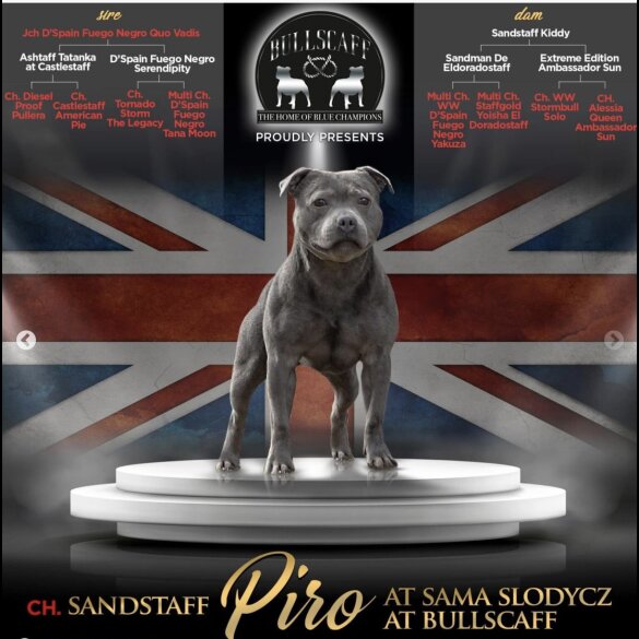 Staffordshire Bull Terrier