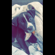 Staffordshire Bull Terrier