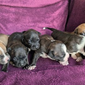 Staffordshire Bull Terrier