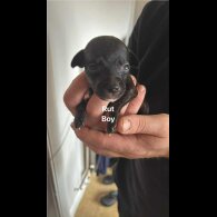 Staffordshire Bull Terrier