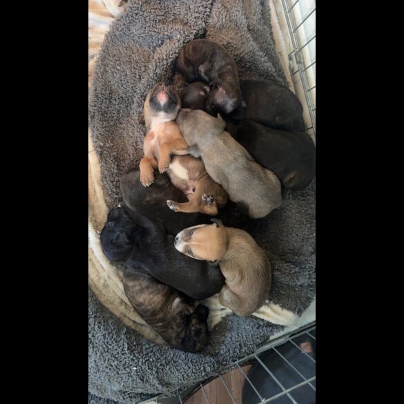 Staffordshire Bull Terrier