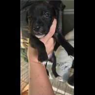 Staffordshire Bull Terrier