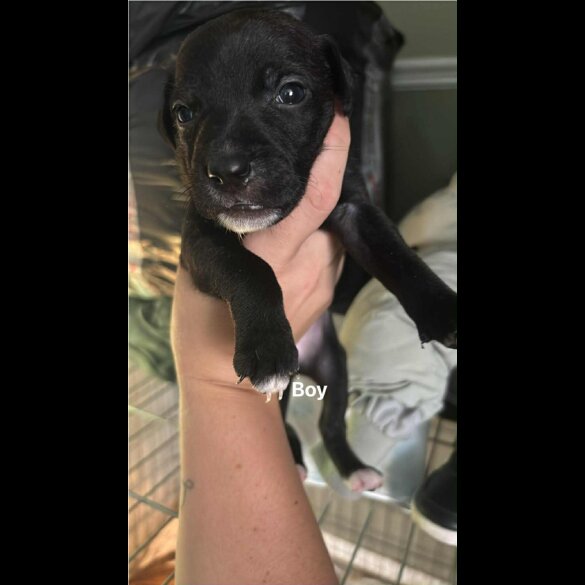 Staffordshire Bull Terrier