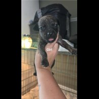 Staffordshire Bull Terrier