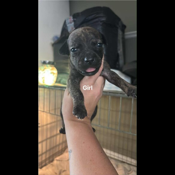 Staffordshire Bull Terrier