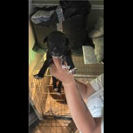 Staffordshire Bull Terrier