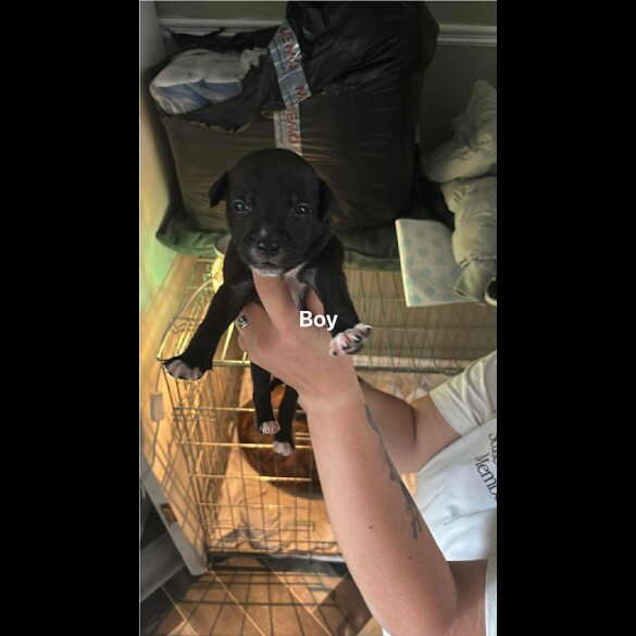 Staffordshire Bull Terrier