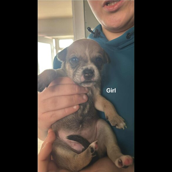 Staffordshire Bull Terrier