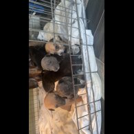 Staffordshire Bull Terrier