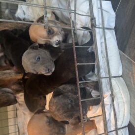 Staffordshire Bull Terrier