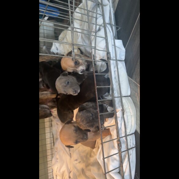 Staffordshire Bull Terrier