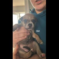 Staffordshire Bull Terrier