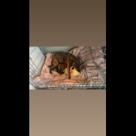 Staffordshire Bull Terrier