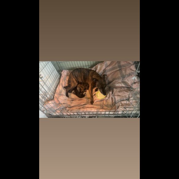 Staffordshire Bull Terrier