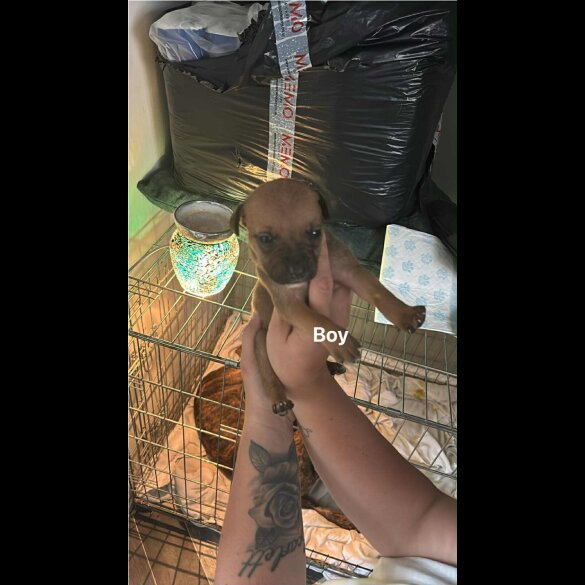 Staffordshire Bull Terrier