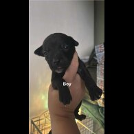 Staffordshire Bull Terrier