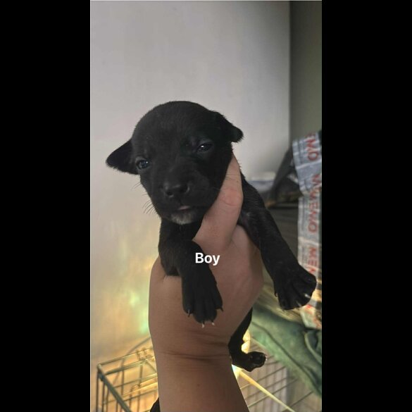 Staffordshire Bull Terrier