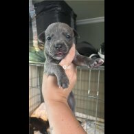 Staffordshire Bull Terrier