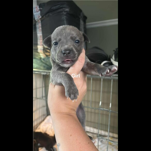 Staffordshire Bull Terrier