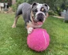 English Bulldog