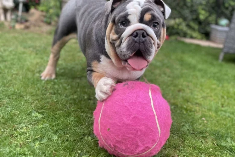 English Bulldog