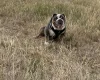 English Bulldog