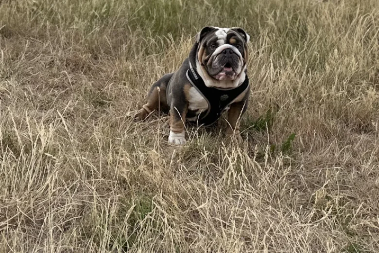 English Bulldog