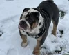 English Bulldog