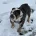 English Bulldog