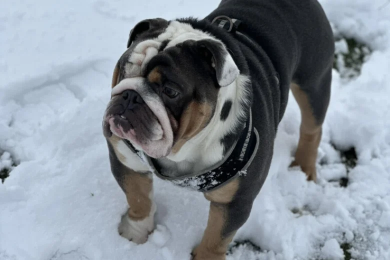 English Bulldog