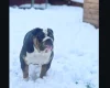 English Bulldog