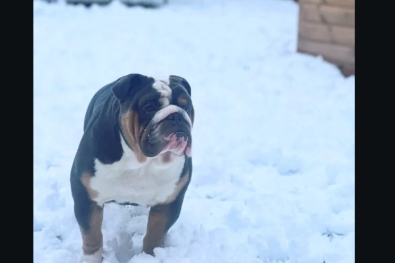 English Bulldog