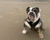 English Bulldog