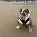 English Bulldog
