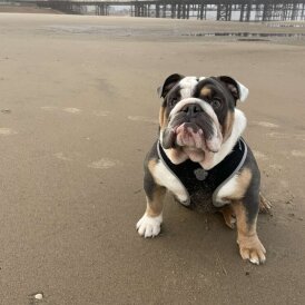 English Bulldog