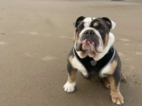 English Bulldog