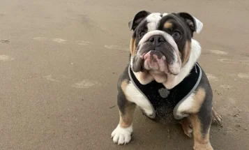 English Bulldog