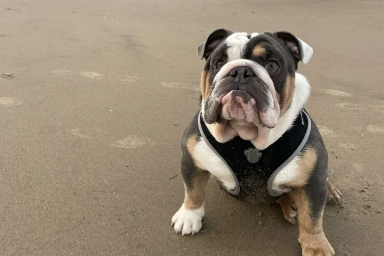 English Bulldog