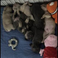 French Bulldog
