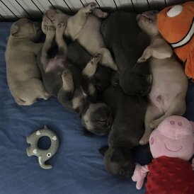 French Bulldog