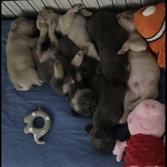 French Bulldog