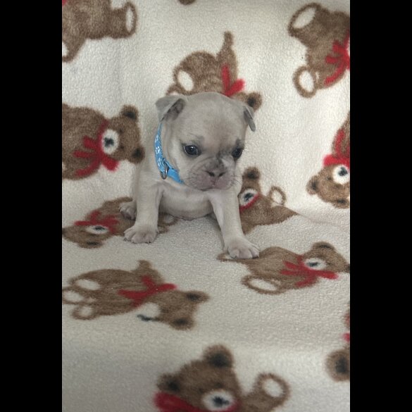 French Bulldog