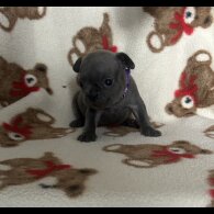 French Bulldog