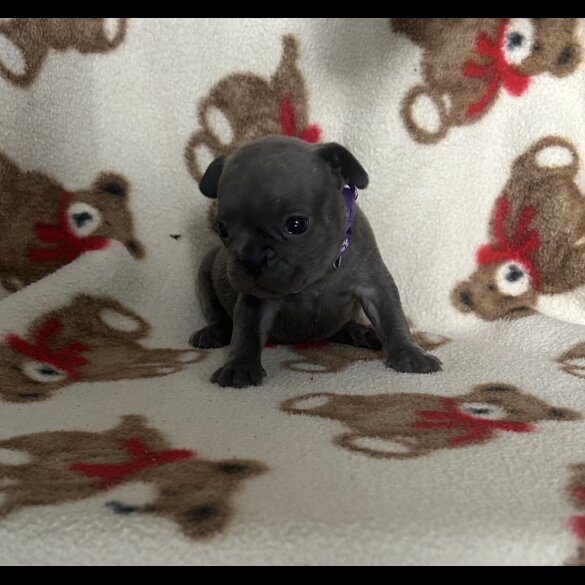 French Bulldog