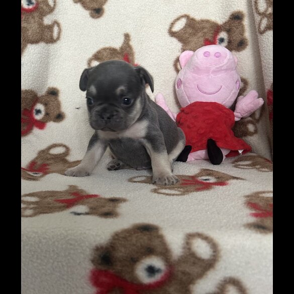 French Bulldog