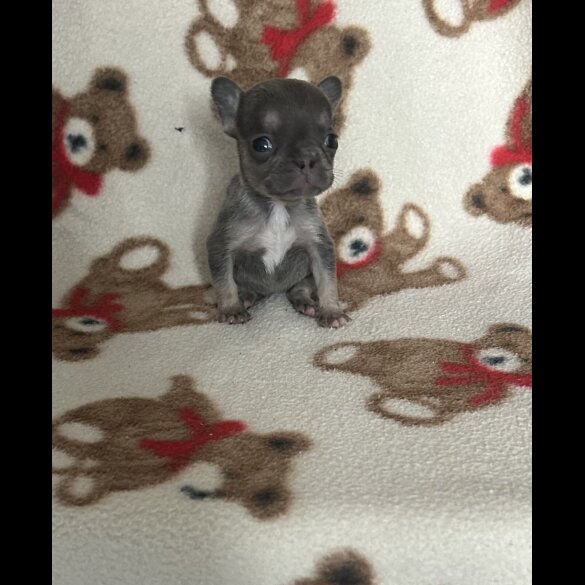 French Bulldog