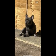 French Bulldog