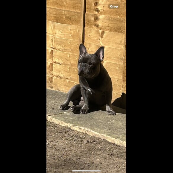 French Bulldog
