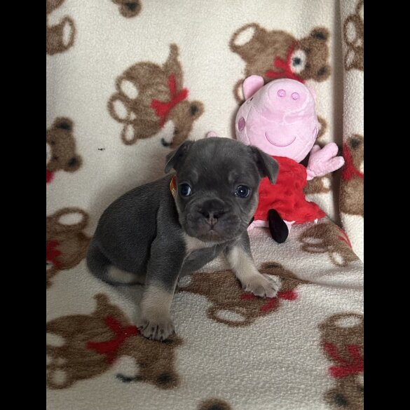 French Bulldog